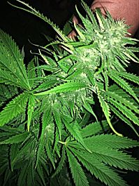 Dankonomics Genetics Ultimate Banana Kush IBL Regular