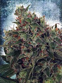 Ministry of Cannabis Ultra White Amnesia Feminized