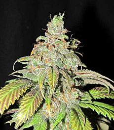 Ultra Genetics Seed Company Ultra Grapefruit Regular