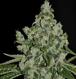 T H Seeds UltraSour Kush Feminized