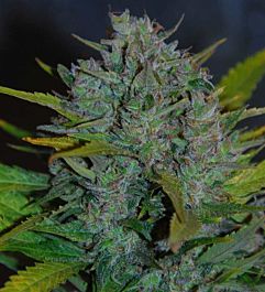 SAMSARA Ultraviolet Auto Feminized