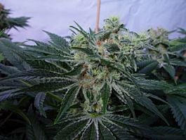 T H Seeds MK-Ultrawreck Feminised