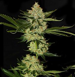 T H Seeds Underdawg Kush Feminized