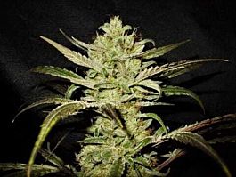Original Delicatessen Seeds Upstream Feminized