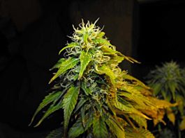 Reserva Privada Snowcap Romulan Feminized
