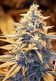 Rare Dankness Seeds Ghost Train Haze #1 Regular