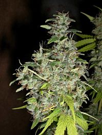Female Seeds Fast Nevilles Feminised