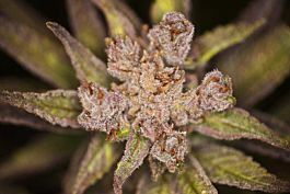 Bodhi Seeds Super Snow Lotus Regular