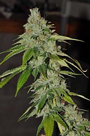 Cali Connection SFV OG Kush Feminized