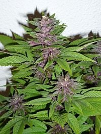 CannaBioGen Pakistan Chitral Kush Feminised
