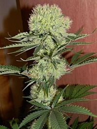 Mr Nice Seedbank Nordle (Afghan Skunk) Regular