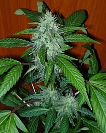 DJ Short True Blueberry Regular
