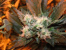 Cali Connection Chem Valley Kush Feminised