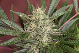 Paradise Seeds Bella Donna Regular