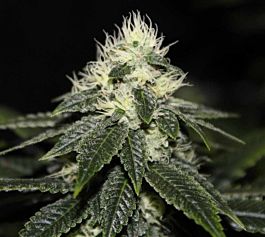Cali Connection Julius Caesar Regular