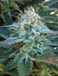 Paradise Seeds Swiss Bliss Regular Seeds 
