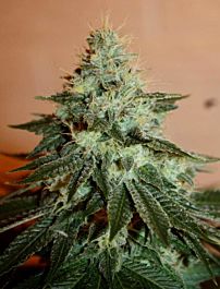 Cali Connection Chem3 OG Regular