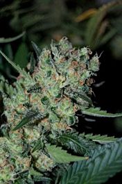 Seedsman Power Africa Feminised
