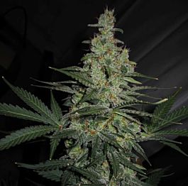 Lowlife Seeds Automatic AK74 Regular