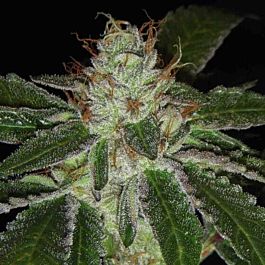 Archive Seeds UltraViolet OG Regular