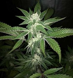 Haute Genetique V Kush Regular