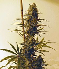Rare Dankness Seeds Vale' Vale' Haze Regular