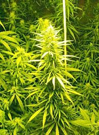 Afropips Regular Seeds Swazi Red Regular
