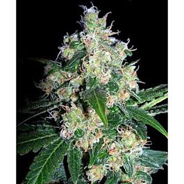Seedsman Velvet Bud Feminised