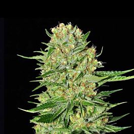 EVA Female Seeds Veneno Feminized