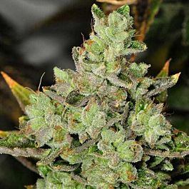 Rare Dankness Seeds Venom OG Regular