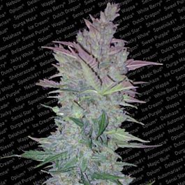 Paradise Seeds Vertigo Autoflowering Feminised