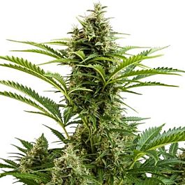 Buddha Seeds Vesta Auto Feminized