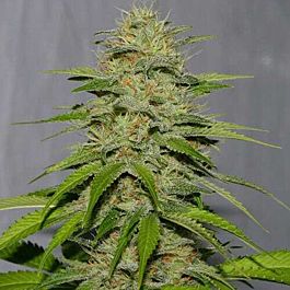 Alpine Seeds Victory Kush Regular