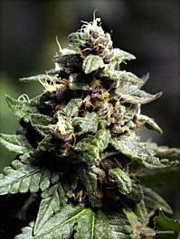 Norstar Genetics Vintners Moonshine Regular