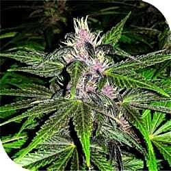 Plantformers Violet Haze Feminized