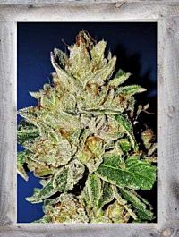Garden of Green Violet Kush Feminized