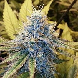 Moxie Seeds Viper City OG Feminized