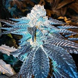 Moxie Seeds Viper Cookies Feminized