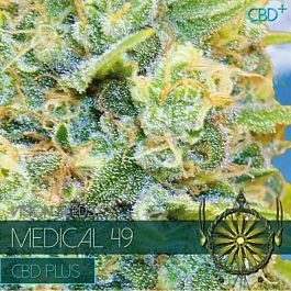 Vision Seeds Medical 49 CBD+ Feminized