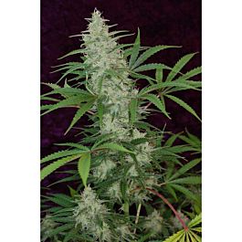 TGA SubCool Genetics Vortex Regular