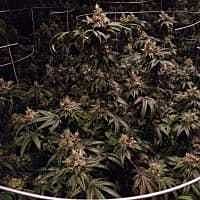 Reeferman Seeds Wakeford 1.0 Feminised