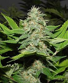 Rare Dankness Seeds Walker Kush Regular