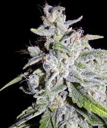 Mephisto Genetics Walter White Auto Feminized