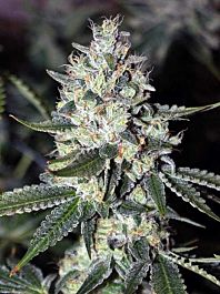 Rare Dankness Seeds Warda'reek'n OG Regular