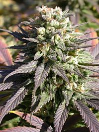 Serious Seeds Warlock Regular Seeds 
