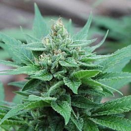 Gage Green Seeds West Coast Willie Regular