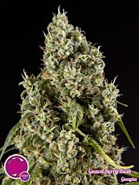 Philoshoper Guayita Feminized