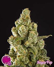 Philoshoper Sugarpop Feminized