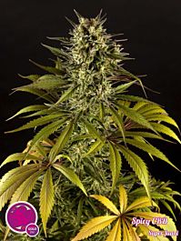 Philoshoper SuperJuani Feminized