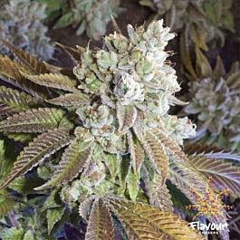 Flavour Chasers Wedding Cake Feminized